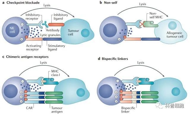 关于NK细胞，你需要知道什么？