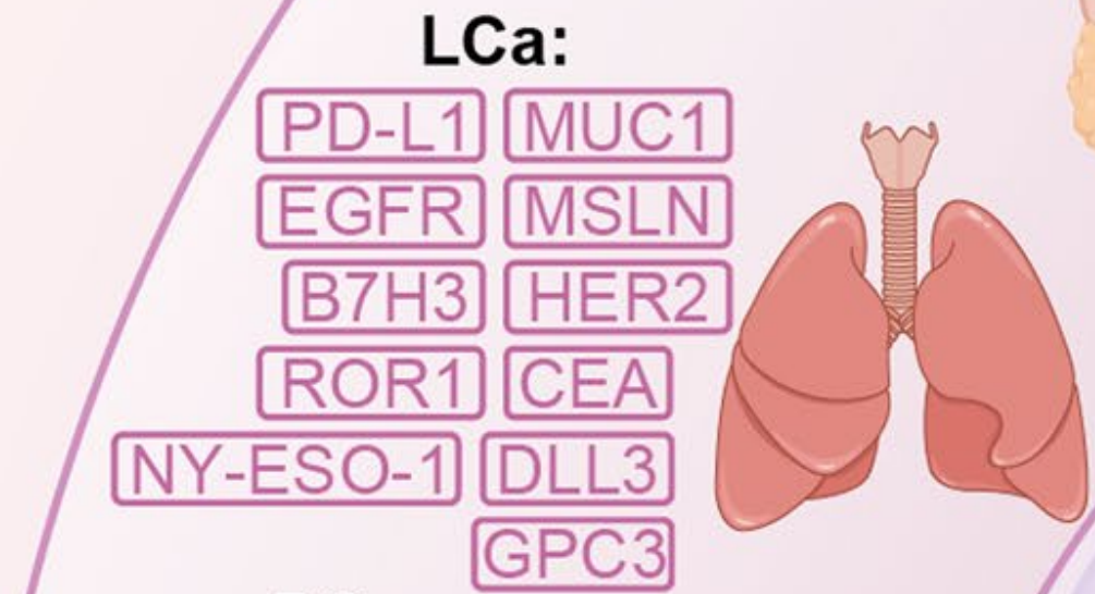 重磅盘点 | 肺癌、胃癌、胰腺癌、乳腺癌等，12大常见实体瘤CAR-T疗法进展全览（一）