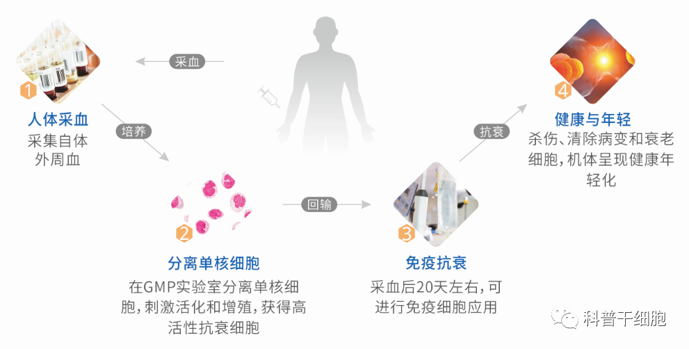 70岁与20岁的免疫细胞有何区别？