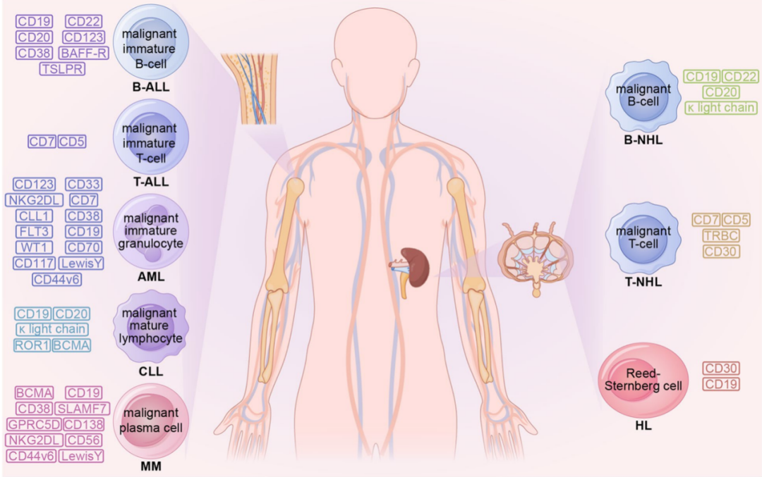 重磅盘点 | 肺癌、胃癌、胰腺癌、乳腺癌等，12大常见实体瘤CAR-T疗法进展全览（一）