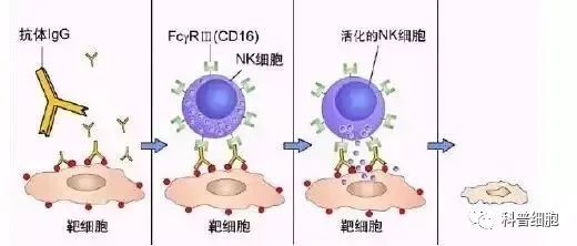 关于NK细胞，你需要知道什么？