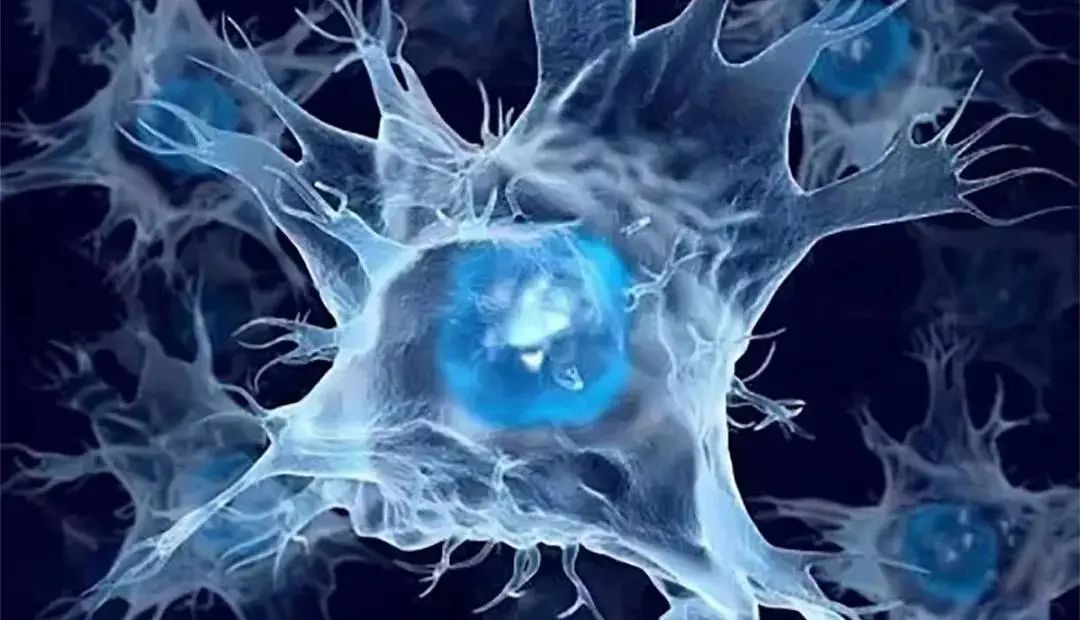 人羊膜上皮干细胞——再生医学的理想种子细胞