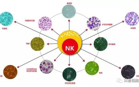 关于NK细胞，你需要知道什么？