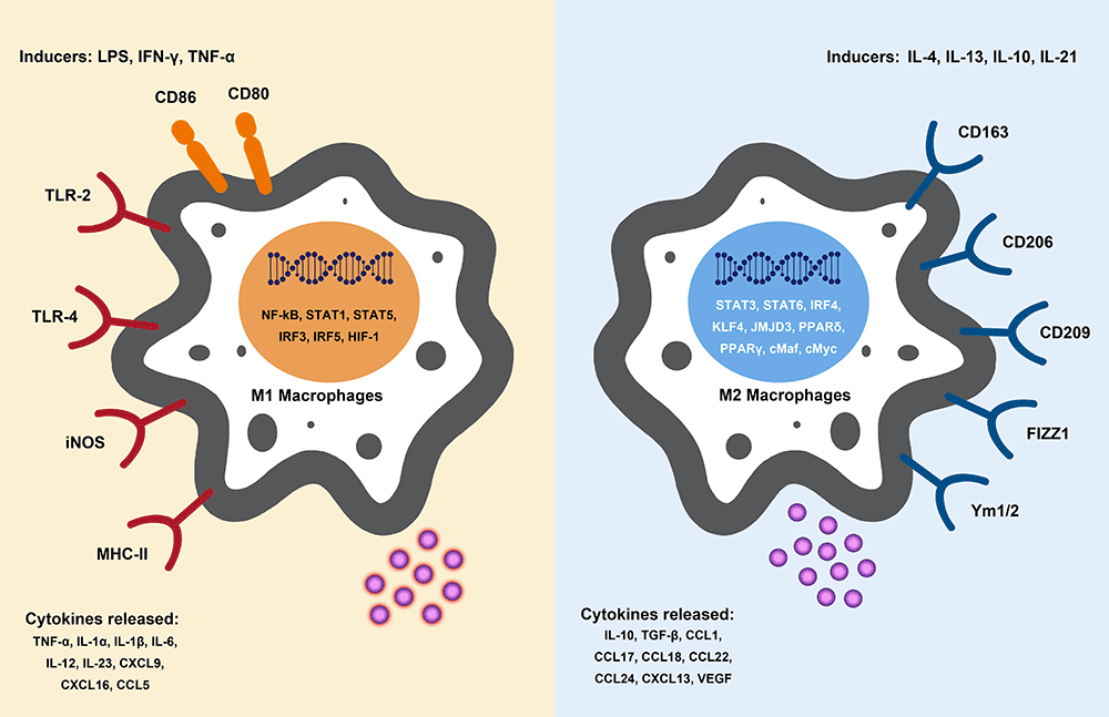 巨噬细胞疗法行业研究报告