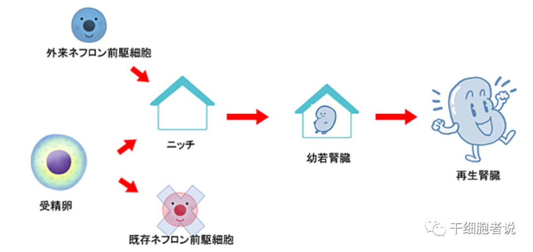 行则将至：iPSC细胞疗法在日本的临床研究