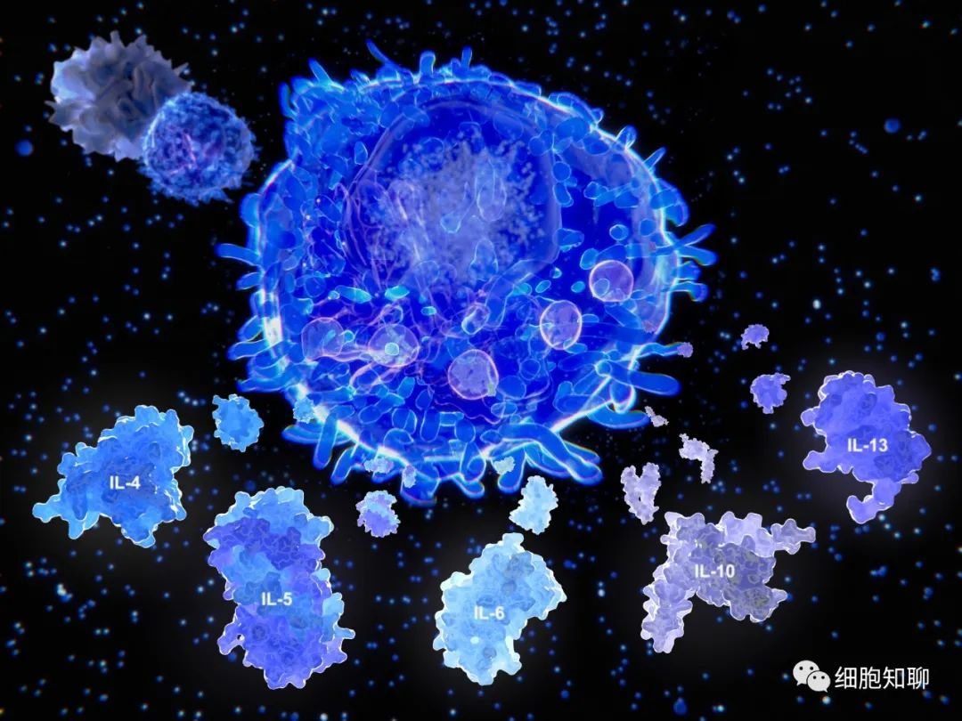 T细胞的不同亚群及其在CAR-T免疫疗法中的作用