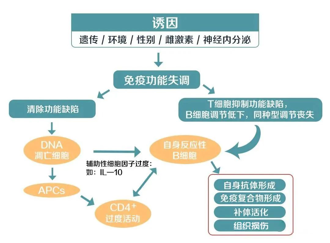 干细胞治疗红斑狼疮完成1132例，喜获国家技术发明二等奖