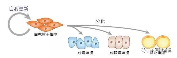 中国第一款iPSC来源iMSC横空出世