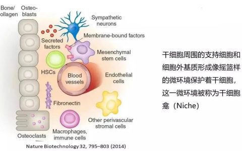 2022年干细胞治疗行业研究报告