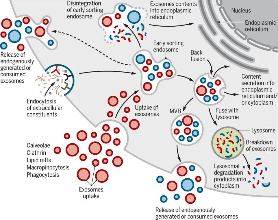 生物医学前沿的外泌体，你还不知道？一篇文章带你了解外泌体