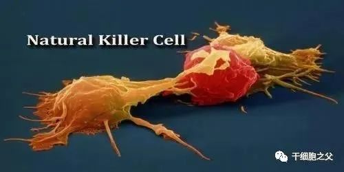 NK细胞：人体免疫的广谱杀手，防癌、抵御病毒、抗衰老