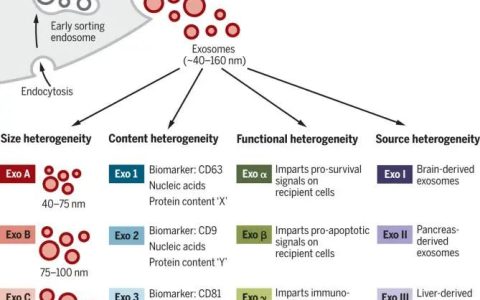 生物医学前沿的外泌体，你还不知道？一篇文章带你了解外泌体
