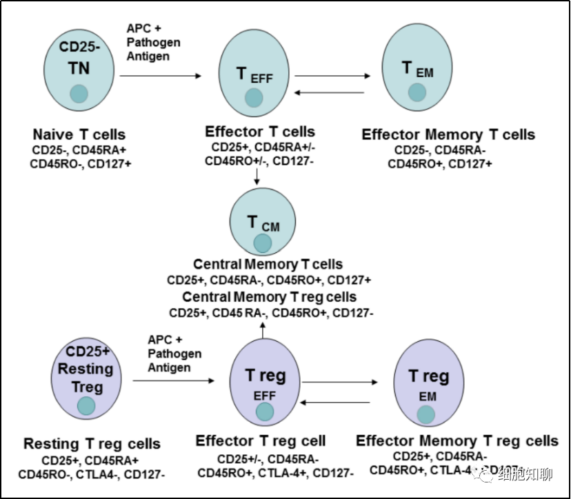 T细胞的不同亚群及其在CAR-T免疫疗法中的作用