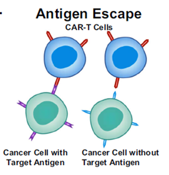 CAR-T细胞疗法: 精准靶向，未来可期