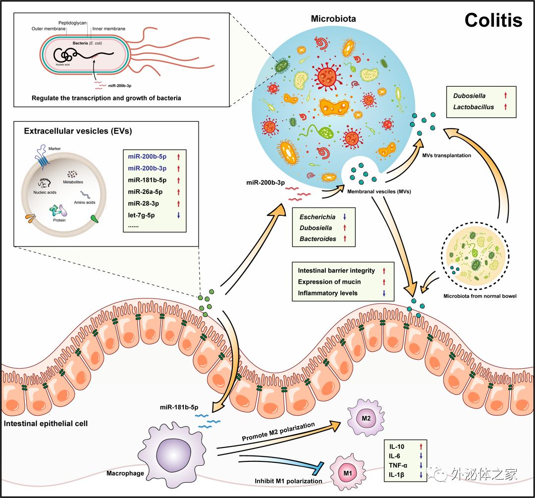 Gut Microbes | 浙江工业大学靳远祥团队：肠道外囊泡miRNA通过与菌群互作调节肠炎肠道微环境