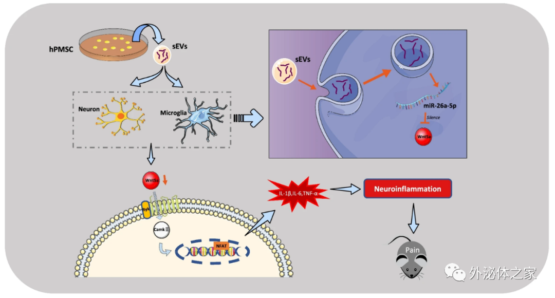 J Neuroinflammation | 湛江中心人民医院陶涛团队：人胎盘间充质干细胞外泌体抗神经炎症缓解神经病理性疼痛