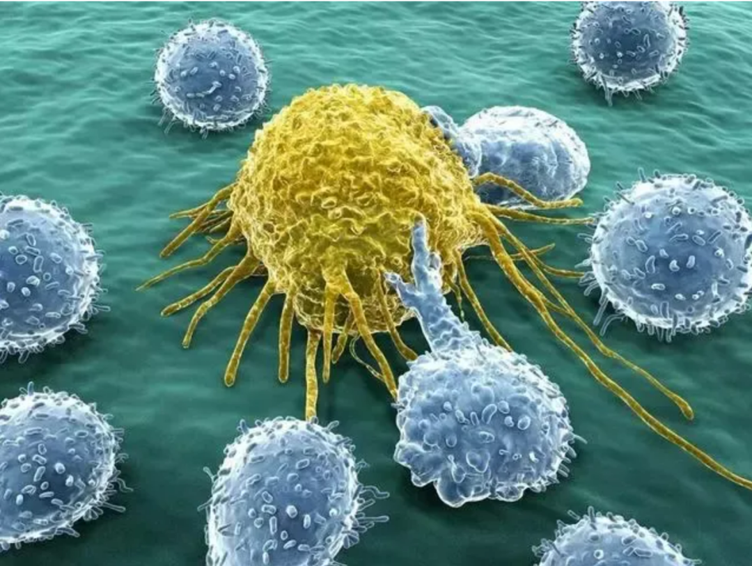 关于免疫细胞应用的10个问与答