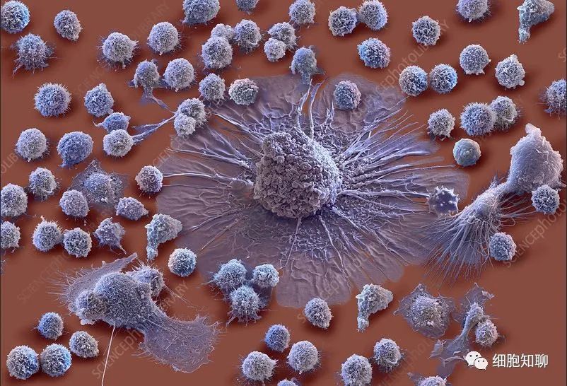 T细胞的不同亚群及其在CAR-T免疫疗法中的作用
