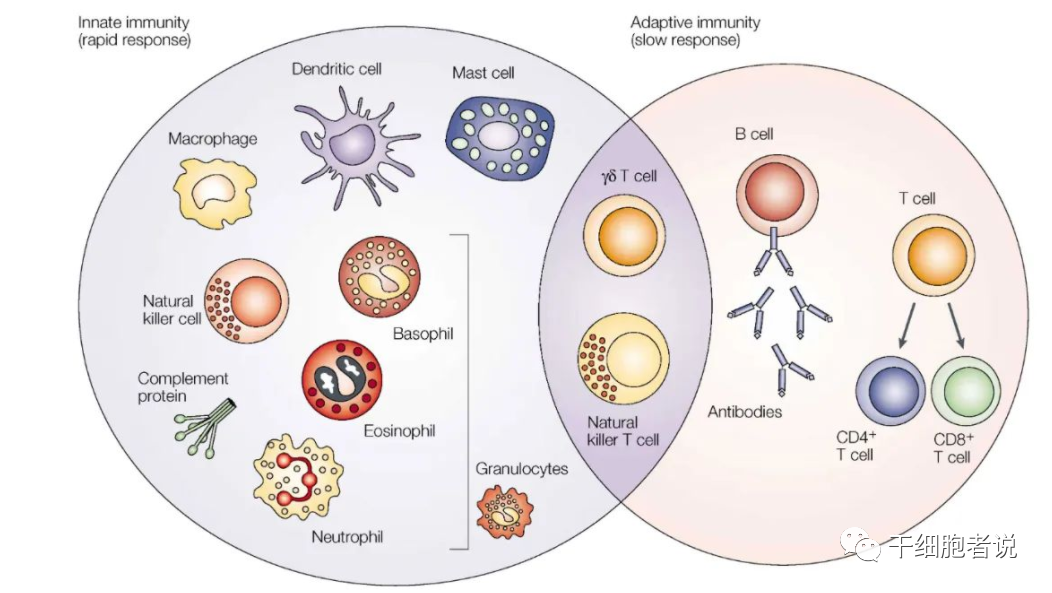 Nat Rev Cancer：NK细胞疗法未来方向