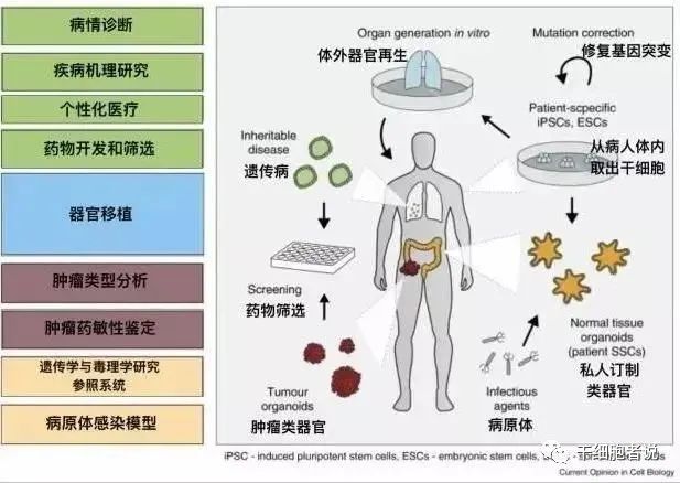 资料|一份研报:读懂类器官行业