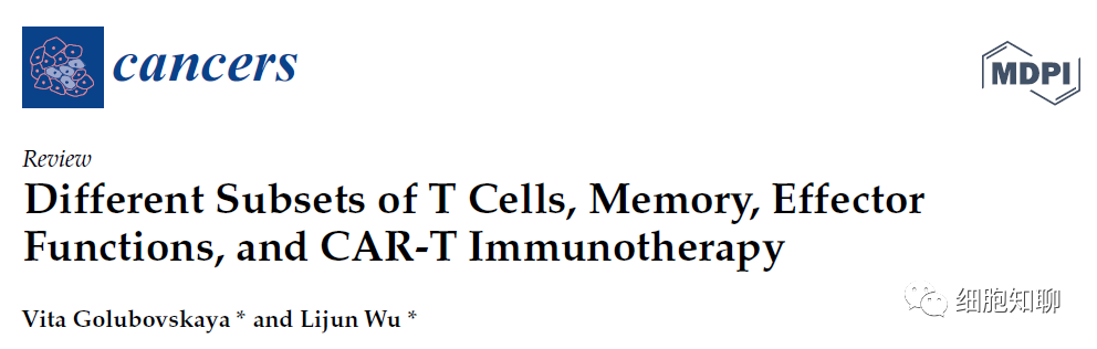 T细胞的不同亚群及其在CAR-T免疫疗法中的作用