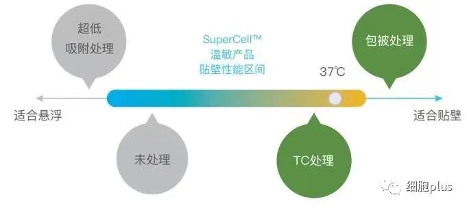 干细胞及细胞片无损培养全新解决方案