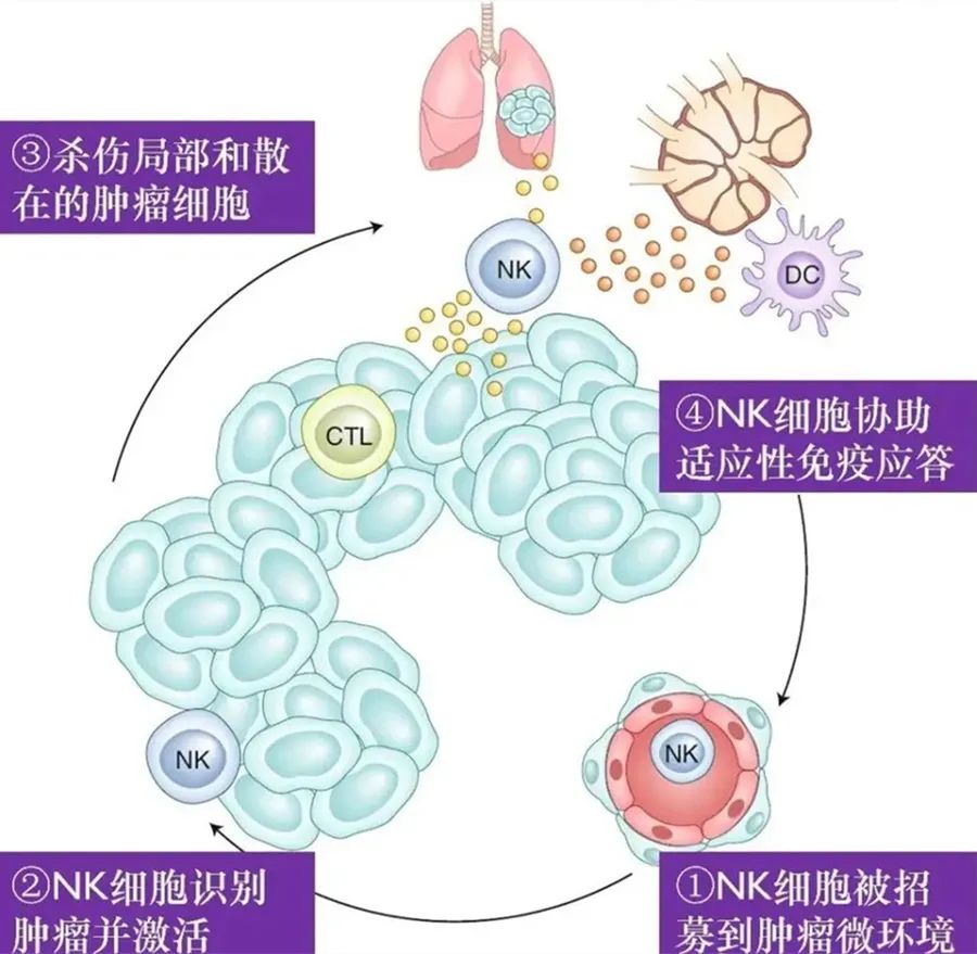 NK细胞疗法，掀起抗癌新革命！