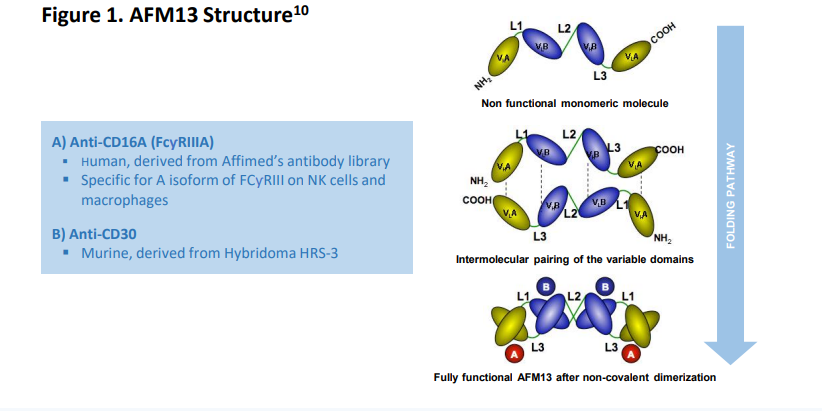 优质的NK细胞是NK细胞疗法的基础，Affimed就此与Artiva展开合作