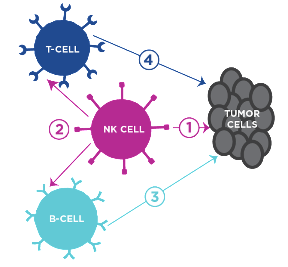 通用NK细胞针对淋巴瘤联合疗法2期临床ORR（客观缓解率）达100%，完全缓解时间持续增加！