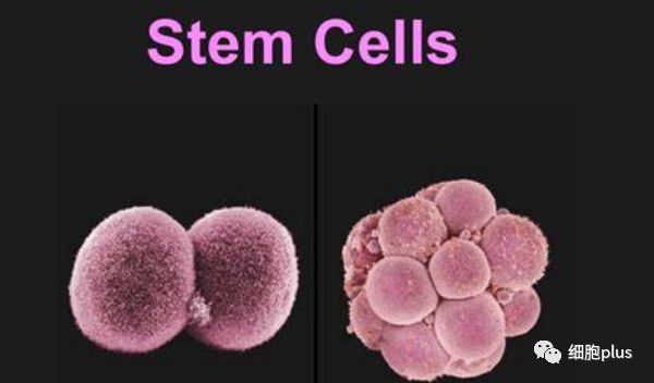 如何看科研上的干细胞热！！！