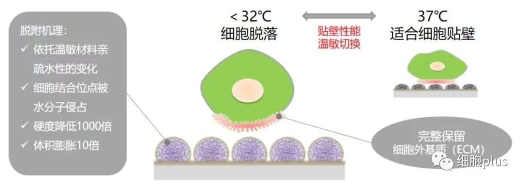 干细胞及细胞片无损培养全新解决方案