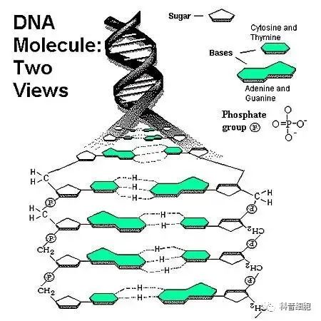 输异体干细胞会篡改你的DNA吗？