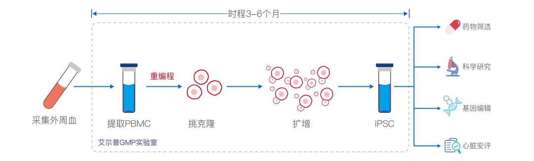 细胞治疗加快发展：CAR-T针对实体瘤获得IND临床许可，同期iPSC、CTL细胞均有利好消息