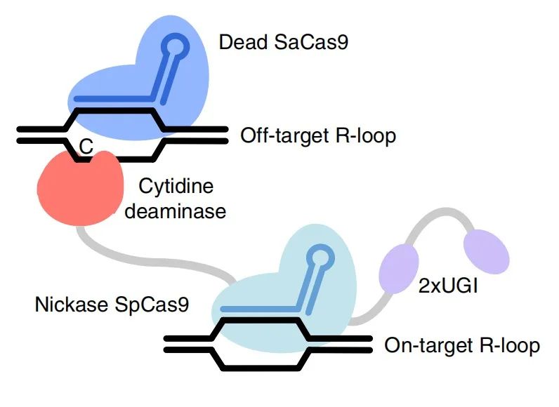 碱基编辑器脱靶评估利器——高通量R-loop脱靶检测