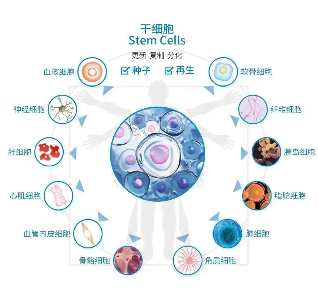 干细胞回输原来是这么一回事（快问快答）