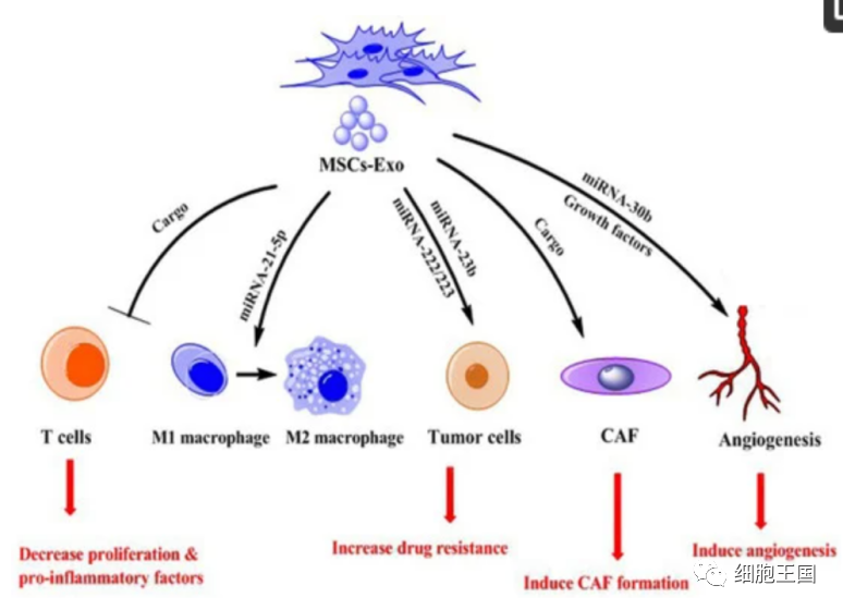 《国际分子科学杂志》｜综述间充质干细胞来源的外泌体治疗癌症：机遇和挑战