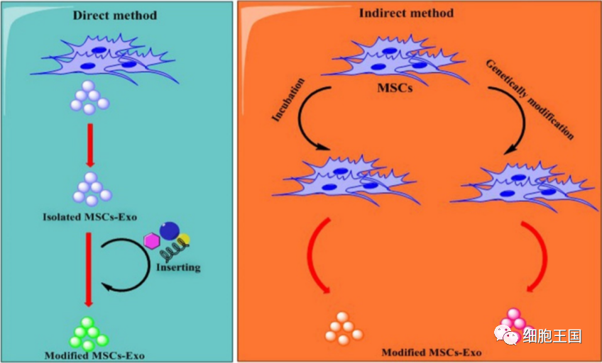 《国际分子科学杂志》｜综述间充质干细胞来源的外泌体治疗癌症：机遇和挑战