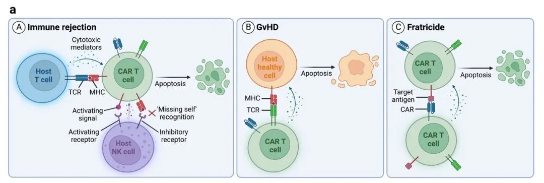 CAR-T之父Carl June点评,北恒生物“通用型”CAR-T细胞疗法1期临床试验安全有效