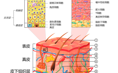 干细胞外泌体在护肤中的应用