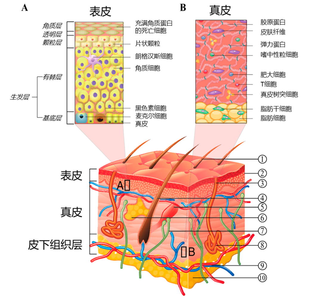 干细胞外泌体在护肤中的应用