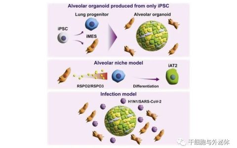人iPS细胞衍生间充质细胞成功生成肺泡类器官