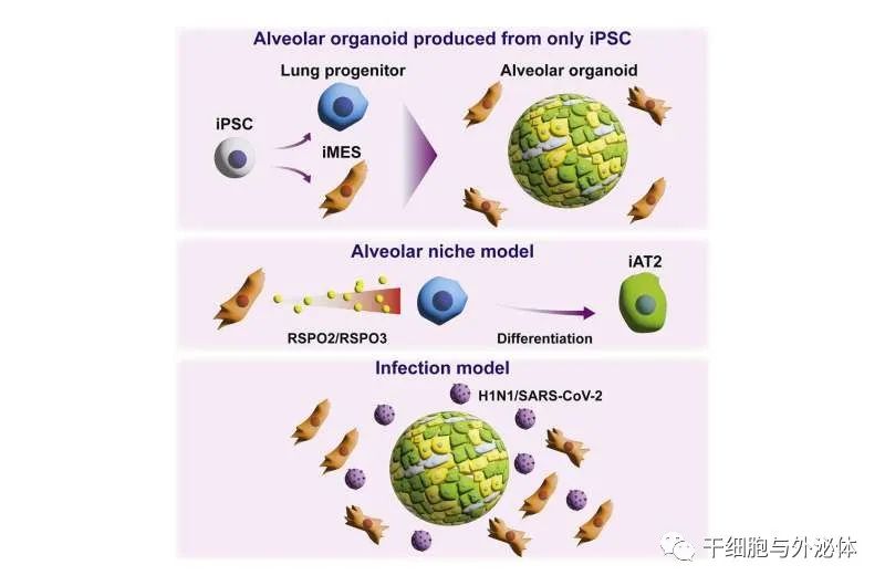 人iPS细胞衍生间充质细胞成功生成肺泡类器官