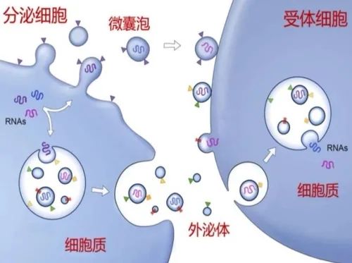 一文搞懂外泌体 | 堪比十年前的干细胞