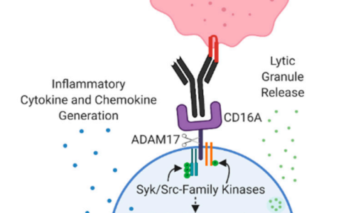 靶向ADCC：发掘NK细胞癌症治疗的潜能
