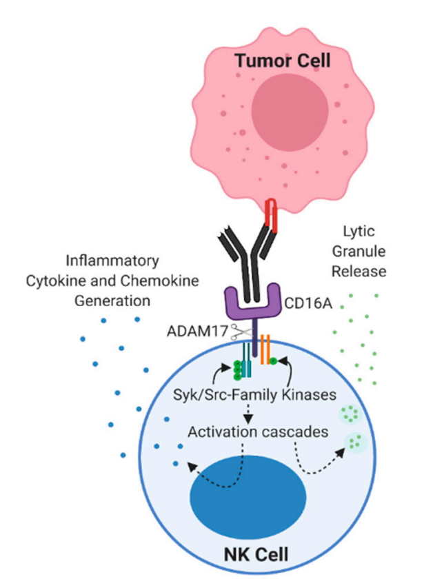 靶向ADCC：发掘NK细胞癌症治疗的潜能