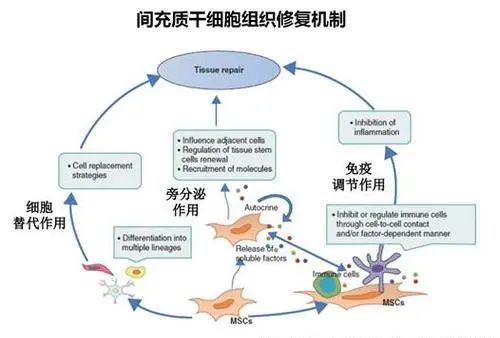 间充质干细胞，成为4类肾病的理想选择