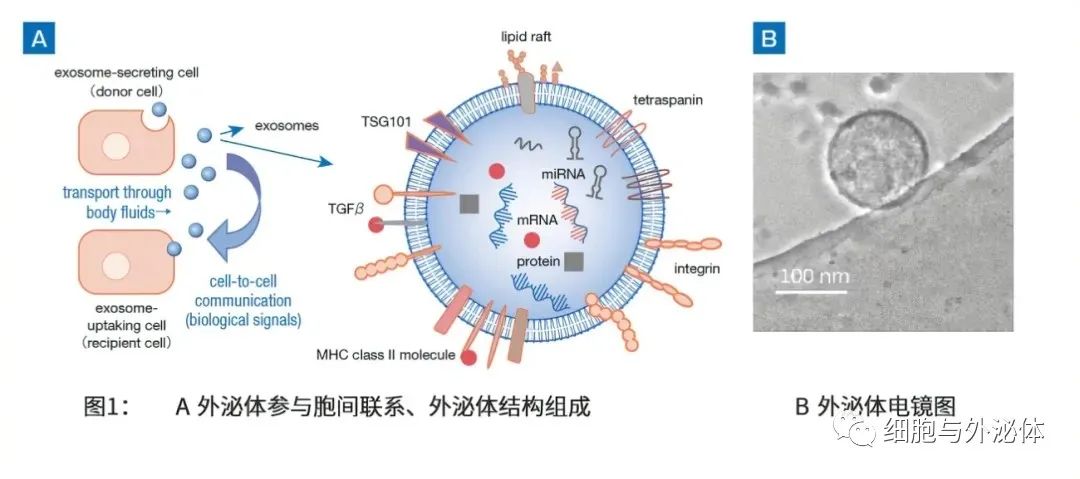 外泌体皮肤抗衰老秘密疗法，在中东迪拜越来越受欢迎和追捧