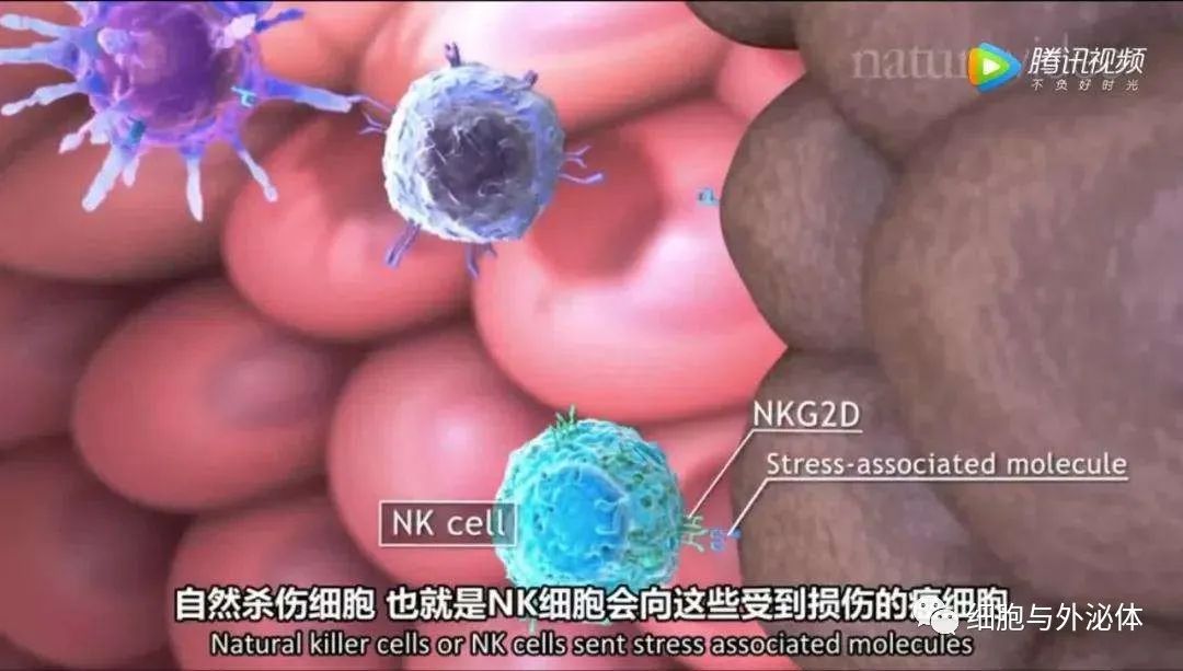 NK细胞（免疫细胞）：读懂这篇文章，你就是半个NK细胞专家