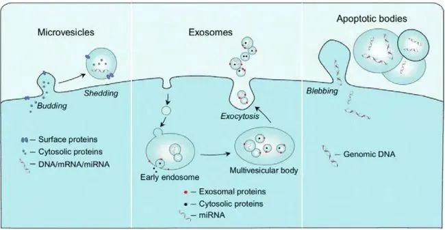 一文搞懂外泌体 | 堪比十年前的干细胞