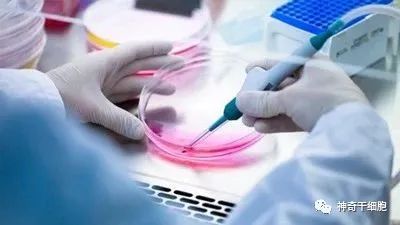干细胞——是当今最前途无量的生物资产!